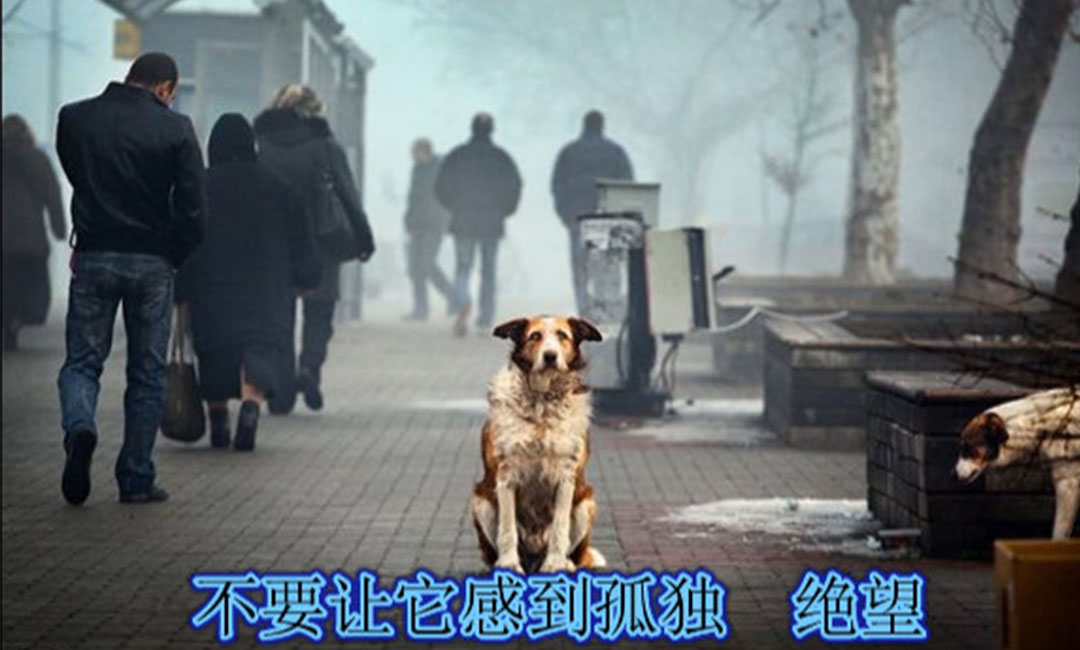 仙桃仙桃爱影圈微博微信转发案例